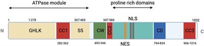 Microrchidia CW-Type Zinc Finger 2, a Chromatin Modifier in a Spectrum of Peripheral Neuropathies